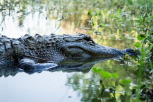 respect florida's ecosystem and environment when fishing