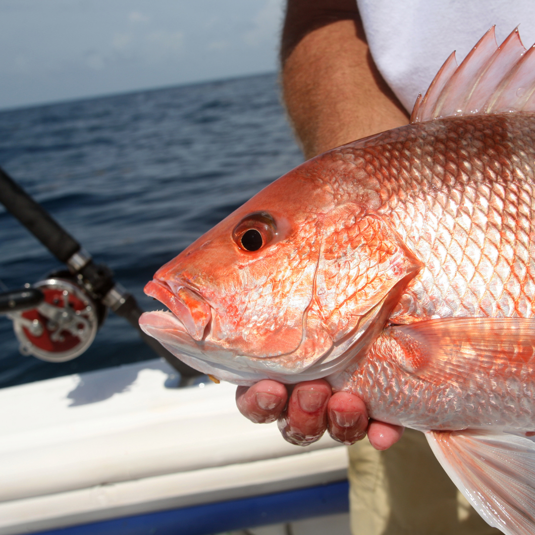 Fishing for Red Snapper in Destin Florida: Tips to Catch More Fish