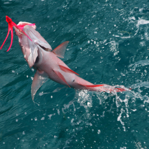 catching a red snapper in florida